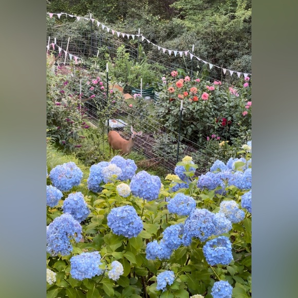 Ali’s This & That 🌸 - Picture 4 of 14